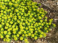 Euphorbia brittingeri (fam Euphorbiacees) (Europe) (2) (Photo F. Mrugala)